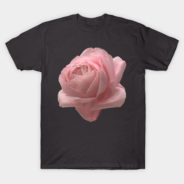 Big Pink Rose Close-up T-Shirt by InalterataArt